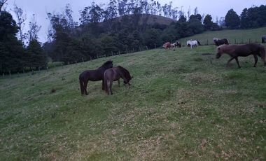 Finca en Barro blanco Bojaca, Cundinamarca, Colombia, c.v 1674