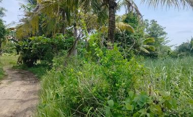 Lot for sale for farming ang residential and near highway Bogo City 1,000/sqm