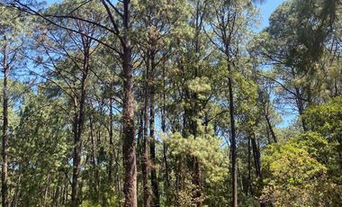 Terreno Venta Mazamitla Los Cazos