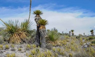 VENTA CASAS PROYECTO GALEANA  DOCTOR ARROYO