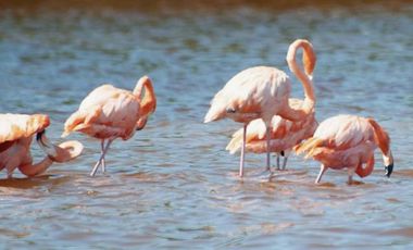 TERRENO EN VENTA EN LA PLAYA EN CELESTÚN, un verdadero paraíso en Yucatán