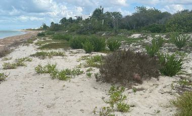 TERRENO EN VENTA EN LA PLAYA EN CELESTÚN, un verdadero paraíso en Yucatán