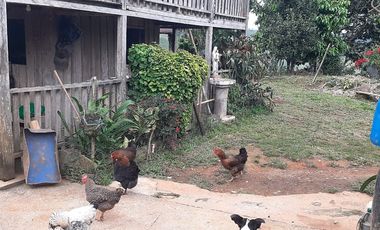 Venta Finca Ganadera y Agrícola Amalfi Antioquia