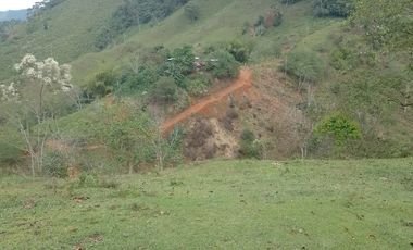 Venta Finca Ganadera y Agrícola Amalfi Antioquia