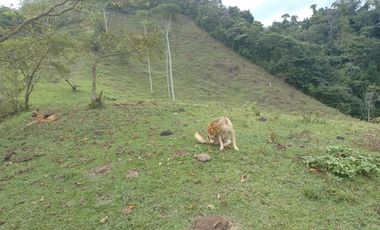 Venta Finca Ganadera y Agrícola Amalfi Antioquia