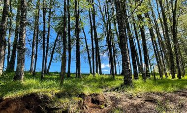 Terreno Camino Valdivia-mafil