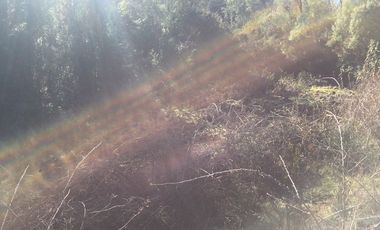 Hermoso Campo Huayento 16 Ha a 26 km de Villarrica-comuna de Gorbea