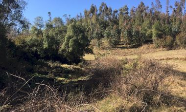 Hermoso Campo Huayento 16 Ha a 26 km de Villarrica-comuna de Gorbea