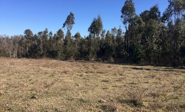 Hermoso Campo Huayento 16 Ha a 26 km de Villarrica-comuna de Gorbea