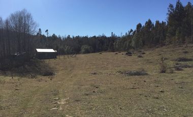Hermoso Campo Huayento 16 Ha a 26 km de Villarrica-comuna de Gorbea