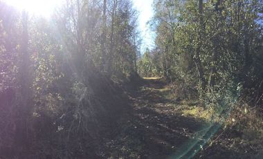 Hermoso Campo Huayento 16 Ha a 26 km de Villarrica-comuna de Gorbea
