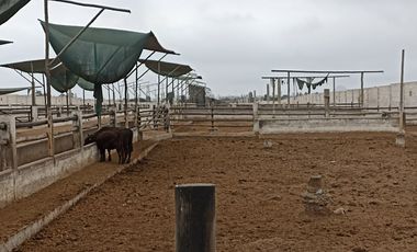 VENTA DE TERRENO, 2.6 HAS, EN ZONA DE EXPANSION URBANA/COMERCIAL/FINANCIERA