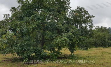 FINCA EN VENTA PRODUCCIÓN   AGUACATERA SANTA ROSA DE CABAL