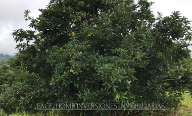 FINCA EN VENTA PRODUCCIÓN   AGUACATERA SANTA ROSA DE CABAL