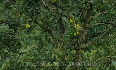 FINCA EN VENTA PRODUCCIÓN   AGUACATERA SANTA ROSA DE CABAL