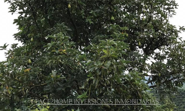 FINCA EN VENTA PRODUCCIÓN   AGUACATERA SANTA ROSA DE CABAL