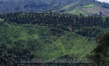 FINCA EN VENTA PRODUCCIÓN   AGUACATERA SANTA ROSA DE CABAL