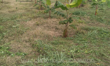 FINCA EN VENTA PRODUCCIÓN   AGUACATERA SANTA ROSA DE CABAL