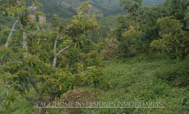 FINCA EN VENTA PRODUCCIÓN   AGUACATERA SANTA ROSA DE CABAL