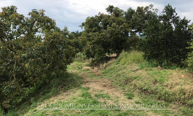 FINCA EN VENTA PRODUCCIÓN   AGUACATERA SANTA ROSA DE CABAL