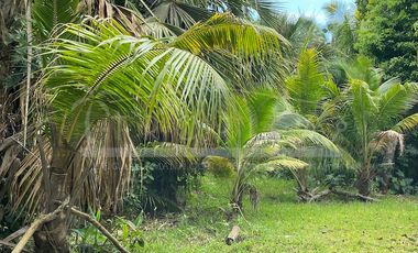 NUEVO PRECIO Terrenos Puerto Morelos
