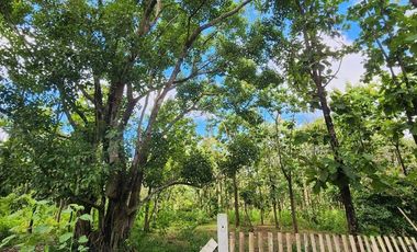 Beautiful 5 Rai 70 Sq.wah for sale in Mae On