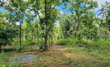 Beautiful 5 Rai 70 Sq.wah for sale in Mae On