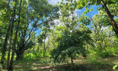 Beautiful 5 Rai 70 Sq.wah for sale in Mae On