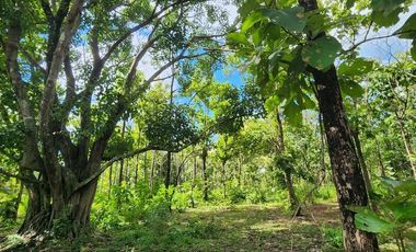 Beautiful 5 Rai 70 Sq.wah for sale in Mae On