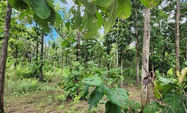 Beautiful 5 Rai 70 Sq.wah for sale in Mae On