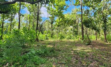 Beautiful 5 Rai 70 Sq.wah for sale in Mae On