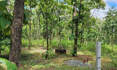 Beautiful 5 Rai 70 Sq.wah for sale in Mae On