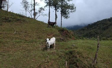 Venta Finca Ganadera Santo Domingo Antioquia