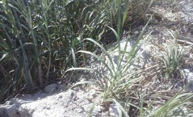 Terrenos en Chulucanas Grandes en Venta