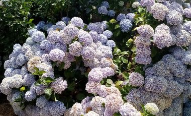 J.S.PROPIEDADES SpA OFRECE EXCELENTE OPORTUNIDAD DE INVERSION