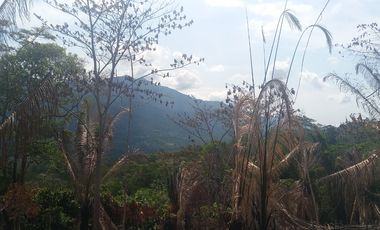 26,000 M2  en San Pedro de Cumbaza