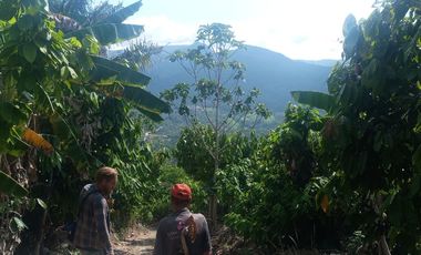 26,000 M2  en San Pedro de Cumbaza