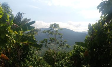 26,000 M2  en San Pedro de Cumbaza