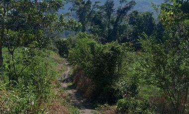 26,000 M2  en San Pedro de Cumbaza