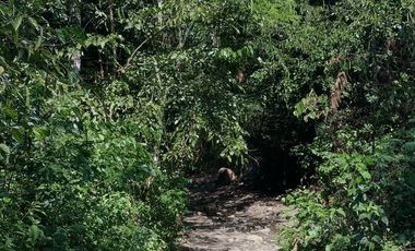 26,000 M2  en San Pedro de Cumbaza