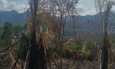 26,000 M2  en San Pedro de Cumbaza