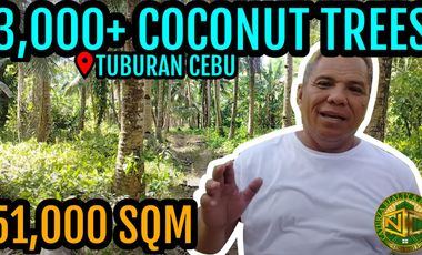 Lot For Sale with 3,000+ Coconut Trees Tuburan Cebu 51,000 Sqm 300/Sqm Negotiable