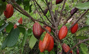 Venta Finca Agrícola y Ganadera San Roque Antioquia