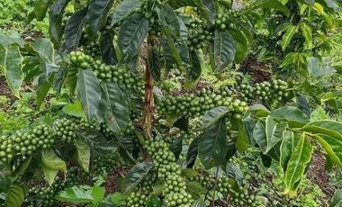 Venta Finca Agrícola y Ganadera San Roque Antioquia