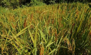Venta Finca Agrícola y Ganadera San Roque Antioquia