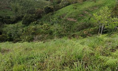 Venta Finca Agrícola y Ganadera San Roque Antioquia
