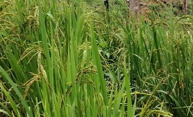 Venta Finca Agrícola y Ganadera San Roque Antioquia