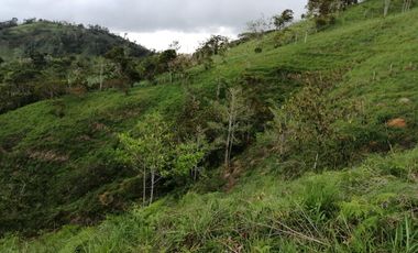 Venta Finca Agrícola y Ganadera San Roque Antioquia