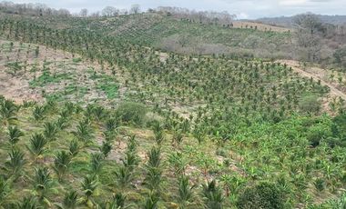 Venta Hacienda Agrícola en Portoviejo Manabí 32 ha - F27