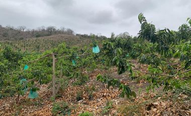 Venta Hacienda Agrícola en Portoviejo Manabí 32 ha - F27